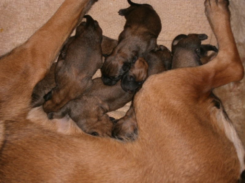 Fissa et ses bébés à 2j